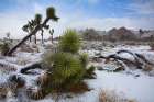 Winter storm-Joshua Tree National Park-California Art Print